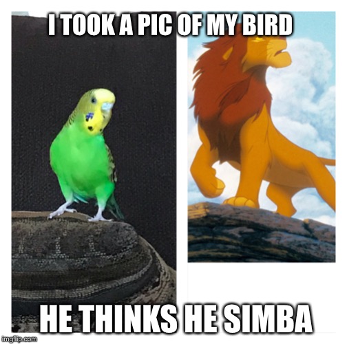 I TOOK A PIC OF MY BIRD; HE THINKS HE SIMBA | image tagged in birds,simba | made w/ Imgflip meme maker