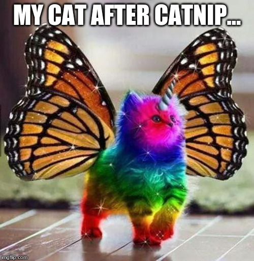 Rainbow unicorn butterfly kitten | MY CAT AFTER CATNIP... | image tagged in rainbow unicorn butterfly kitten | made w/ Imgflip meme maker