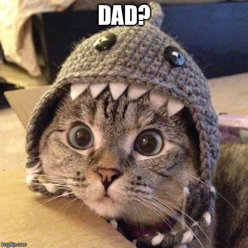 Cat shark | DAD? | image tagged in cat shark | made w/ Imgflip meme maker