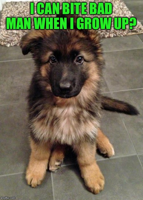 Cute Puppy German Shepherd | I CAN BITE BAD MAN WHEN I GROW UP? | image tagged in cute puppy german shepherd | made w/ Imgflip meme maker