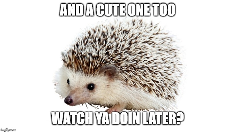 carl the hedgehog | AND A CUTE ONE TOO WATCH YA DOIN LATER? | image tagged in carl the hedgehog | made w/ Imgflip meme maker