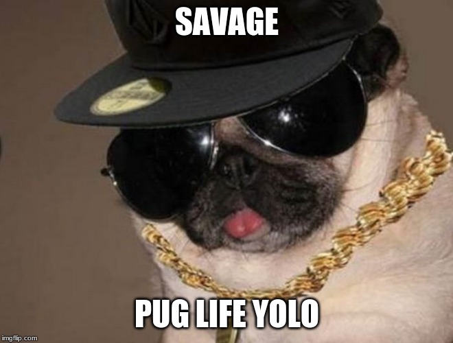 Gangster Pug | SAVAGE; PUG LIFE YOLO | image tagged in gangster pug | made w/ Imgflip meme maker