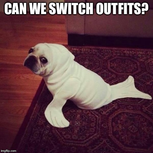 Halloween Dog Seal | CAN WE SWITCH OUTFITS? | image tagged in halloween dog seal | made w/ Imgflip meme maker