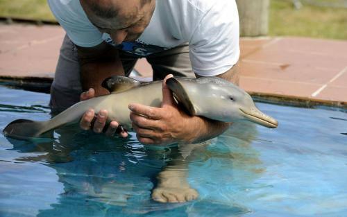 image tagged in animals,cute