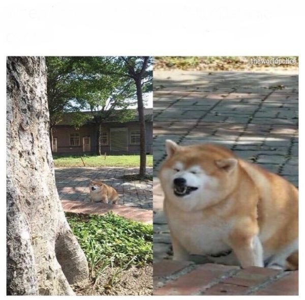 Small Obstacle Dog Blank Template Imgflip
