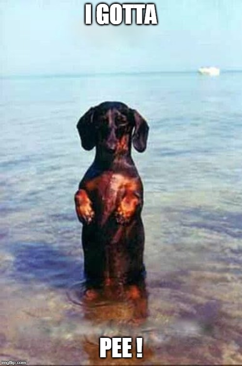 I Gotta Pee! | I GOTTA; PEE ! | image tagged in dachshund,funny memes,funny dogs,begging,swimming | made w/ Imgflip meme maker