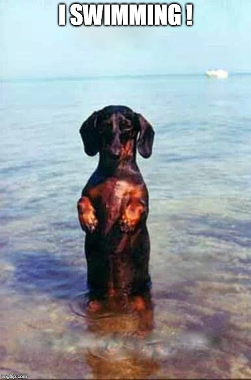 I Swimming Dachshund | I SWIMMING ! | image tagged in dachshund,funny memes,swimming,happy dog,funny dog memes | made w/ Imgflip meme maker