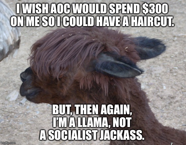 Llama needs an AOC haircut | I WISH AOC WOULD SPEND $300 ON ME SO I COULD HAVE A HAIRCUT. BUT, THEN AGAIN, I’M A LLAMA, NOT A SOCIALIST JACKASS. | image tagged in llama hear your augmented reality,memes,donkey,alexandria ocasio-cortez,hair,politicians | made w/ Imgflip meme maker