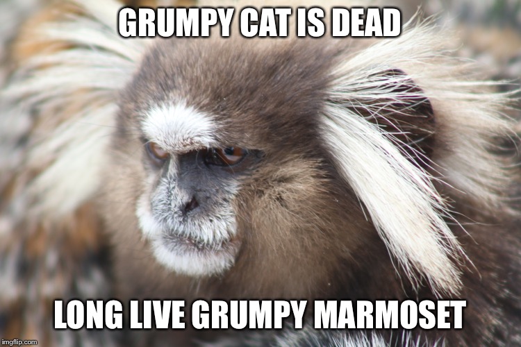 Grumpy marmoset | GRUMPY CAT IS DEAD; LONG LIVE GRUMPY MARMOSET | image tagged in grumpy marmoset | made w/ Imgflip meme maker