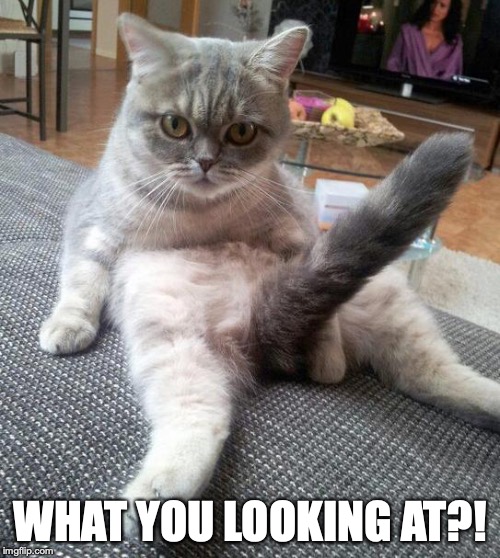 Sexy Cat Meme | WHAT YOU LOOKING AT?! | image tagged in memes,sexy cat | made w/ Imgflip meme maker
