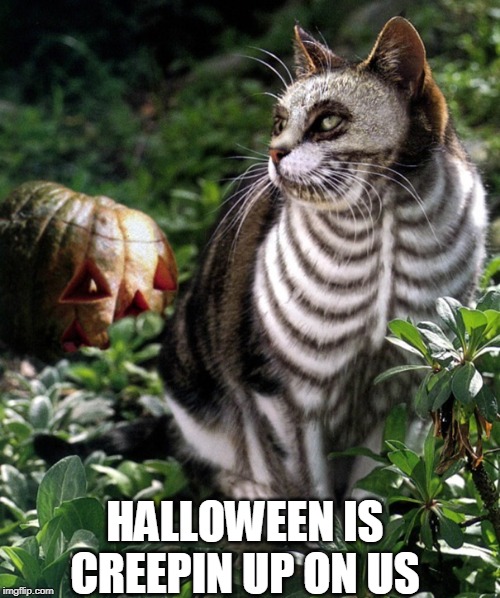 SKELETAL CAT | HALLOWEEN IS CREEPIN UP ON US | image tagged in cats,halloween is coming,halloween | made w/ Imgflip meme maker