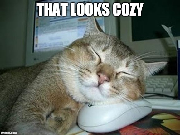 sleepy cat | THAT LOOKS COZY | image tagged in sleepy cat | made w/ Imgflip meme maker
