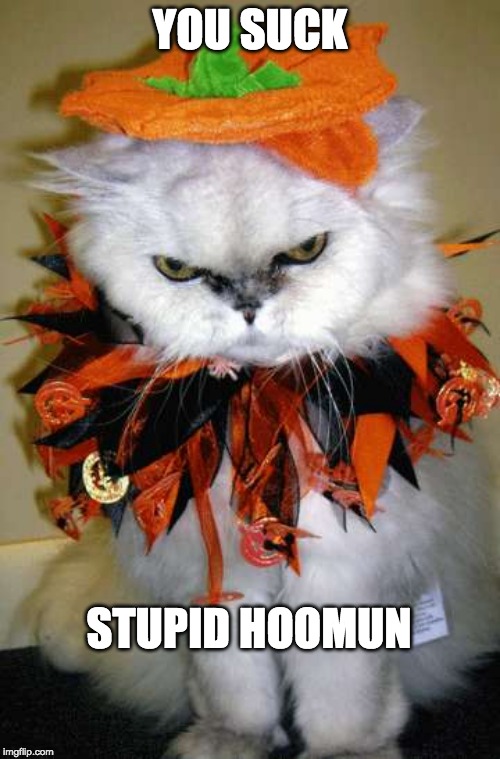 HALLOWEEN KITTY | YOU SUCK; STUPID HOOMUN | image tagged in halloween kitty | made w/ Imgflip meme maker