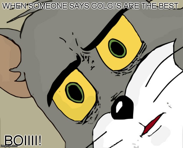 Unsettled Tom | WHEN SOMEONE SAYS GOLGI'S ARE THE BEST; BOIIII! | image tagged in memes,unsettled tom | made w/ Imgflip meme maker