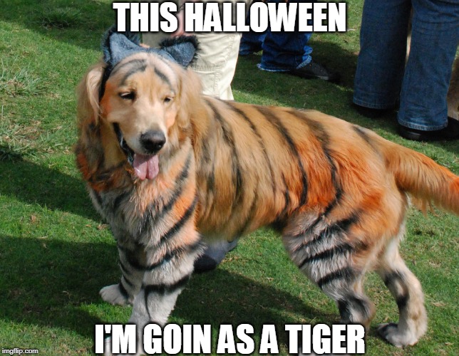 TIGER DOGE | THIS HALLOWEEN; I'M GOIN AS A TIGER | image tagged in dogs,doge,halloween | made w/ Imgflip meme maker