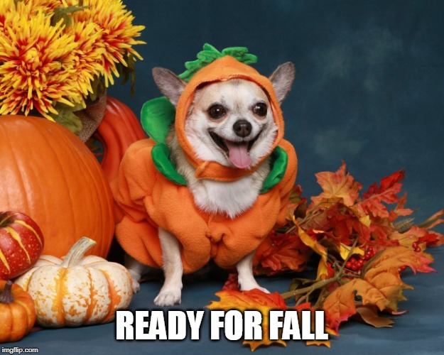 DOGE PUMPKIN | READY FOR FALL | image tagged in doge,dogs,pumpkin,fall,halloween | made w/ Imgflip meme maker