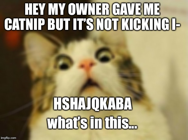 Scared Cat Meme | HEY MY OWNER GAVE ME CATNIP BUT IT’S NOT KICKING I-; HSHAJQKABA; what’s in this... | image tagged in memes,scared cat | made w/ Imgflip meme maker