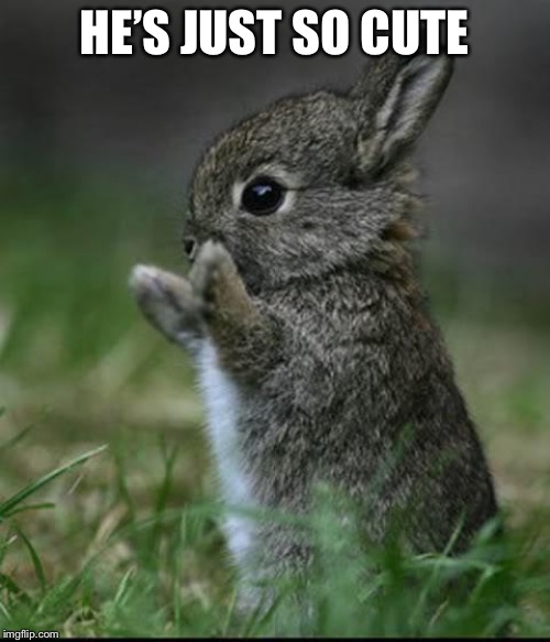 Cute Bunny | HE’S JUST SO CUTE | image tagged in cute bunny | made w/ Imgflip meme maker