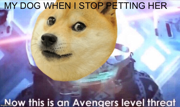 MY DOG WHEN I STOP PETTING HER | image tagged in pupper | made w/ Imgflip meme maker