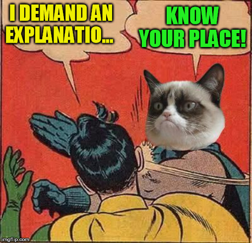 Grumpy Cat Slapping Robin | I DEMAND AN EXPLANATIO... KNOW YOUR PLACE! | image tagged in grumpy cat slapping robin | made w/ Imgflip meme maker