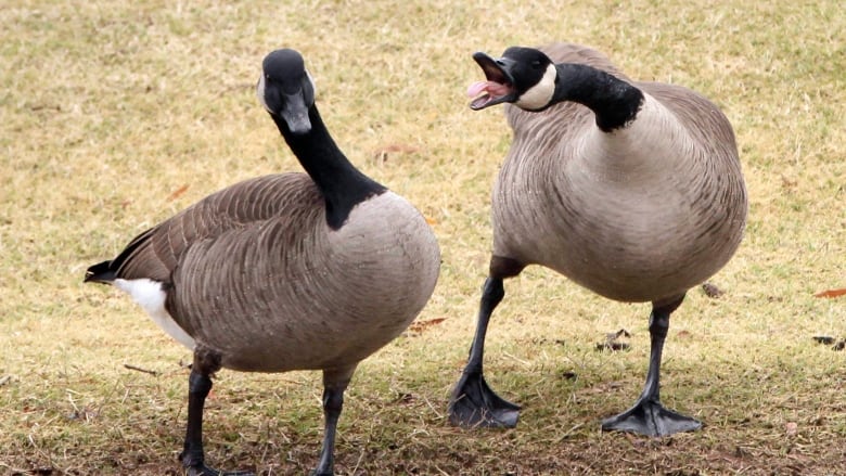 High Quality Yelling Goose Blank Meme Template
