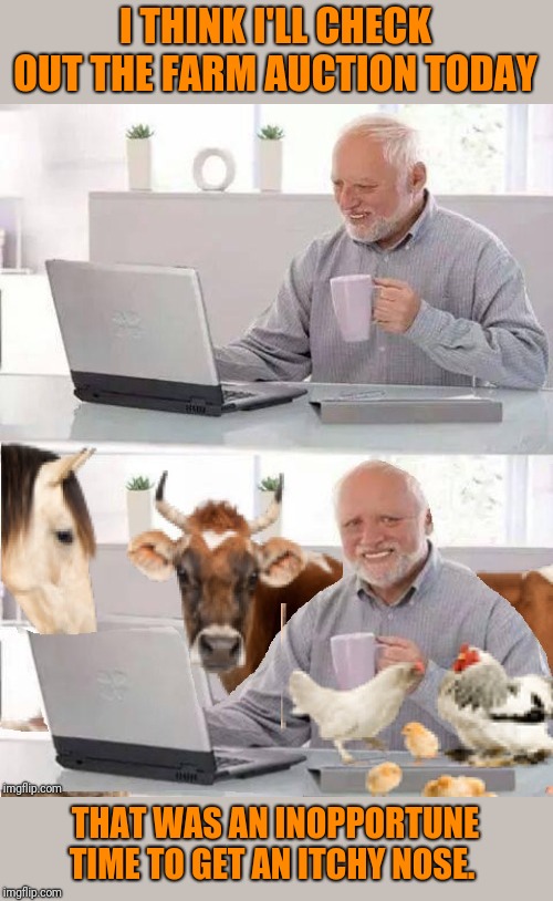 Only my farming friends will get this ;) Now I know why my parents made me sit on my hands whenever we went. |  I THINK I'LL CHECK OUT THE FARM AUCTION TODAY; THAT WAS AN INOPPORTUNE TIME TO GET AN ITCHY NOSE. | image tagged in auction,farm animals,farmers,hide the pain harold | made w/ Imgflip meme maker