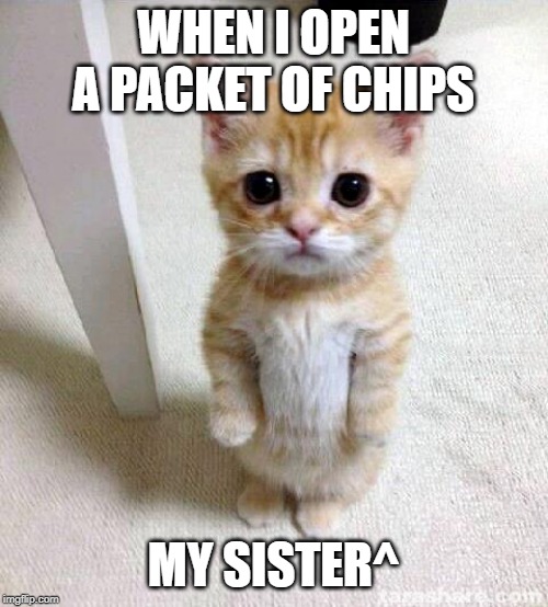 Cute Cat Meme | WHEN I OPEN A PACKET OF CHIPS; MY SISTER^ | image tagged in memes,cute cat | made w/ Imgflip meme maker