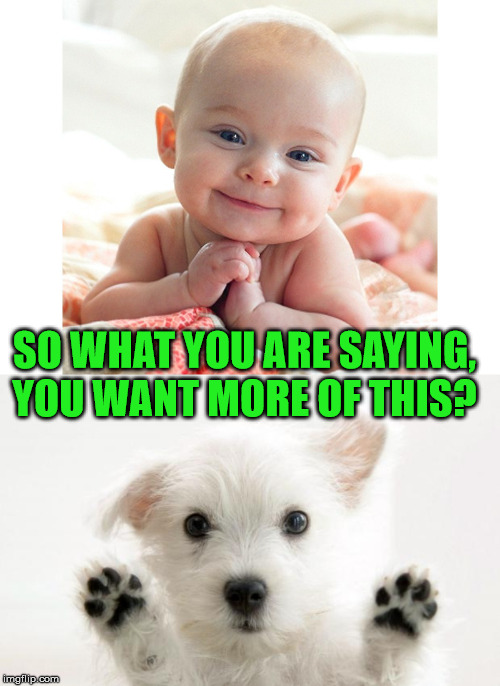 SO WHAT YOU ARE SAYING, YOU WANT MORE OF THIS? | image tagged in cute dog,cute baby | made w/ Imgflip meme maker