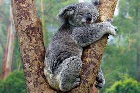 High Quality koala sleeping Blank Meme Template