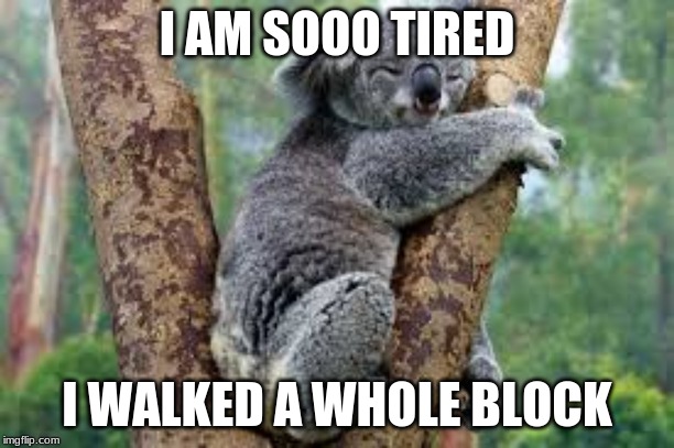 koala sleeping |  I AM SOOO TIRED; I WALKED A WHOLE BLOCK | image tagged in koala sleeping | made w/ Imgflip meme maker