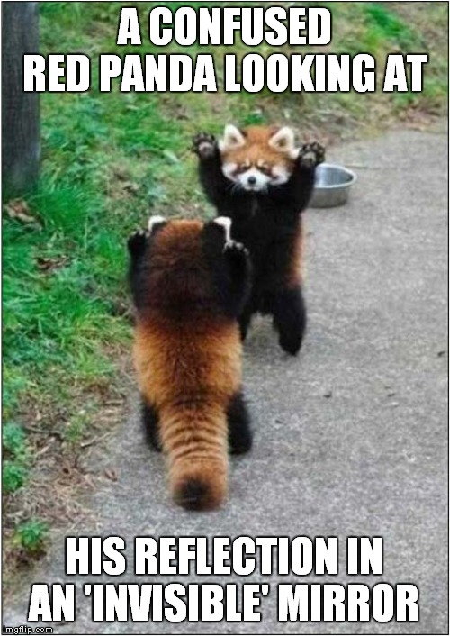 An Invisible Mirror | A CONFUSED RED PANDA LOOKING AT; HIS REFLECTION IN AN 'INVISIBLE' MIRROR | image tagged in fun,mirrors,red panda | made w/ Imgflip meme maker