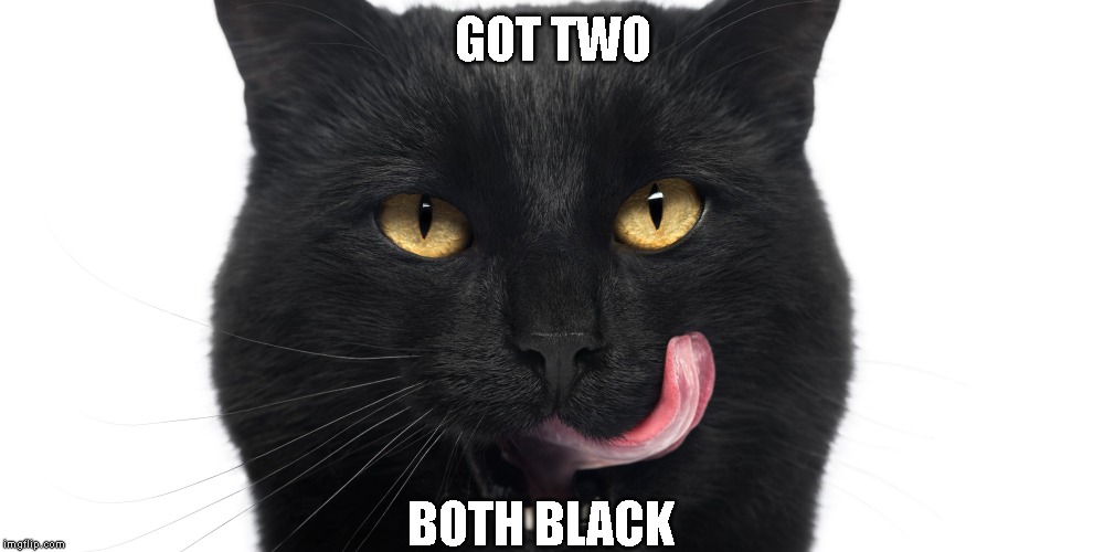 black cat eating | GOT TWO BOTH BLACK | image tagged in black cat eating | made w/ Imgflip meme maker