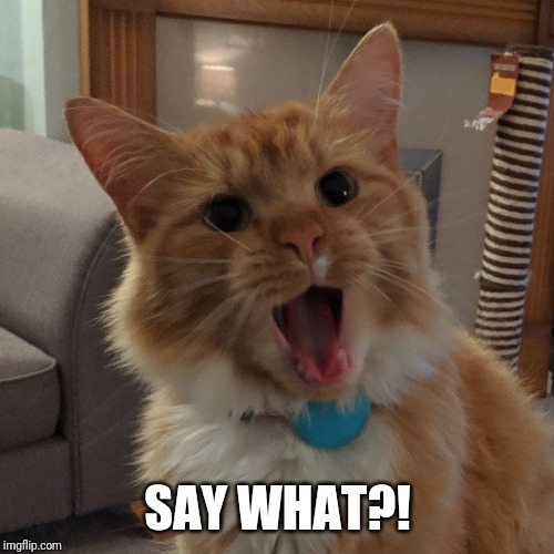 Mango the Shocked Cat | SAY WHAT?! | image tagged in cat,shocked cat,mango | made w/ Imgflip meme maker