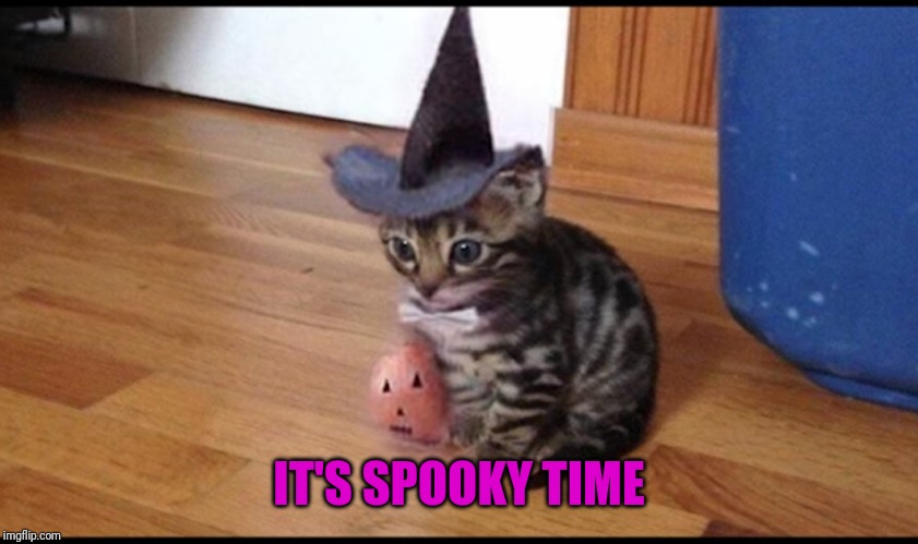 Halloween cat | IT'S SPOOKY TIME | image tagged in halloween cat | made w/ Imgflip meme maker