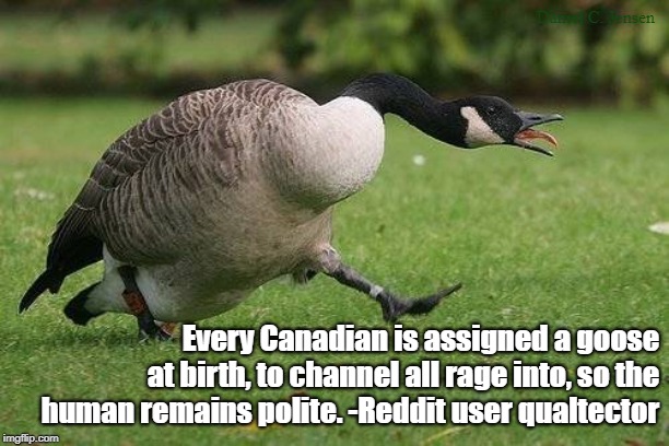 Assigned Geese |  Daniel C. Jensen; Every Canadian is assigned a goose at birth, to channel all rage into, so the human remains polite. -Reddit user qualtector | image tagged in canada goose,canadians | made w/ Imgflip meme maker