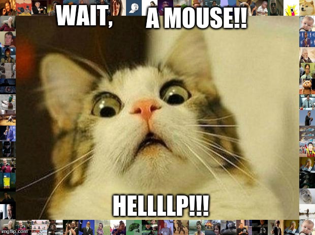 Scared Cat | A MOUSE!! WAIT, HELLLLP!!! | image tagged in memes,scared cat | made w/ Imgflip meme maker