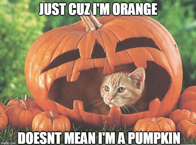 JACK O CAT | JUST CUZ I'M ORANGE; DOESNT MEAN I'M A PUMPKIN | image tagged in cats,funny cats,halloween | made w/ Imgflip meme maker