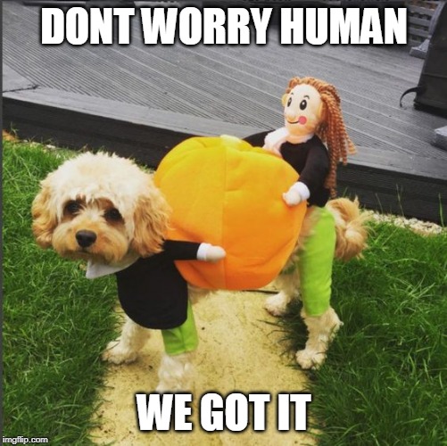 PUMPKIN HELPER | DONT WORRY HUMAN; WE GOT IT | image tagged in doge,dogs,halloween | made w/ Imgflip meme maker