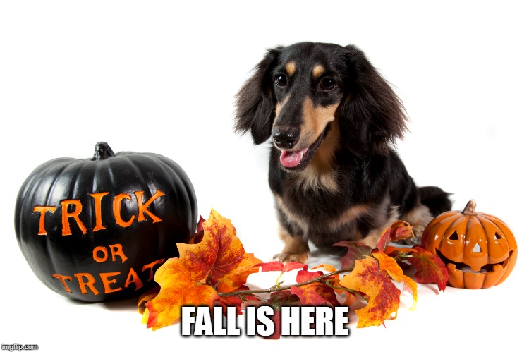 DOGE FALL | FALL IS HERE | image tagged in fall,halloween,doge,dogs | made w/ Imgflip meme maker
