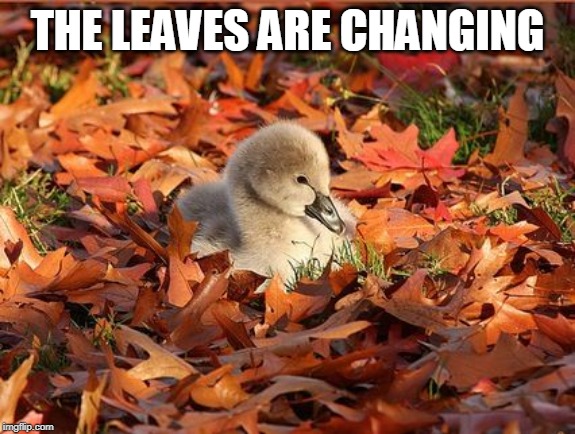 AUTUMN DUCK | THE LEAVES ARE CHANGING | image tagged in autumn,ducks | made w/ Imgflip meme maker