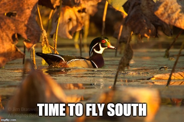 DUCKS ARE LEAVING | TIME TO FLY SOUTH | image tagged in autumn,autumn leaves,ducks,fall | made w/ Imgflip meme maker