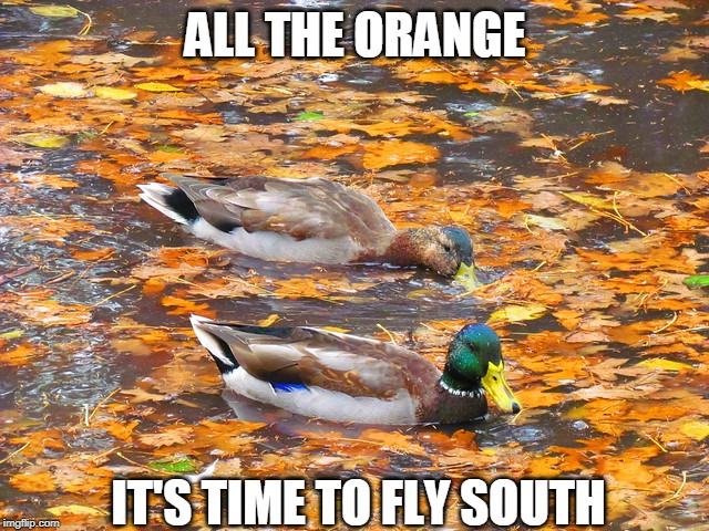 DUCKS LOOK BETTER IN AUTUMN LEAVES | ALL THE ORANGE; IT'S TIME TO FLY SOUTH | image tagged in autumn leaves,fall,ducks | made w/ Imgflip meme maker