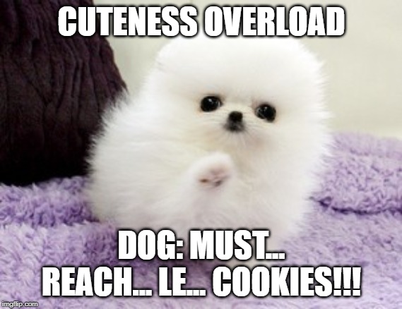 Dog Struggles | CUTENESS OVERLOAD; DOG: MUST... REACH... LE... COOKIES!!! | image tagged in cute dogs | made w/ Imgflip meme maker