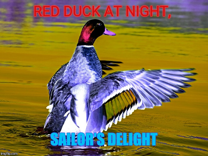RED DUCK AT NIGHT, SAILOR'S DELIGHT | image tagged in malicious advice mallard | made w/ Imgflip meme maker