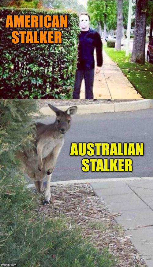 I feel like someone is watching me. |  AMERICAN  STALKER; AUSTRALIAN STALKER | image tagged in stalker steve,michael myers,kangaroo,stalker,memes,funny | made w/ Imgflip meme maker