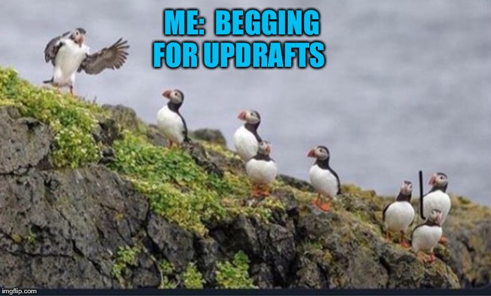 It could get ugly. | ME:  BEGGING FOR UPDRAFTS | image tagged in puffin,begging,memes,funny | made w/ Imgflip meme maker