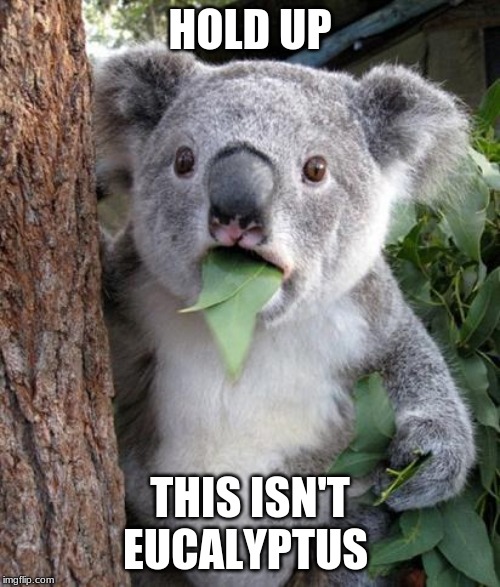 WTF Koala |  HOLD UP; THIS ISN'T EUCALYPTUS | image tagged in wtf koala | made w/ Imgflip meme maker