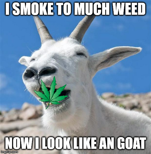 Laughing Goat | I SMOKE TO MUCH WEED; NOW I LOOK LIKE AN GOAT | image tagged in memes,laughing goat | made w/ Imgflip meme maker