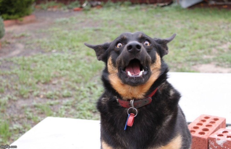 Shocked dog | image tagged in shocked dog | made w/ Imgflip meme maker