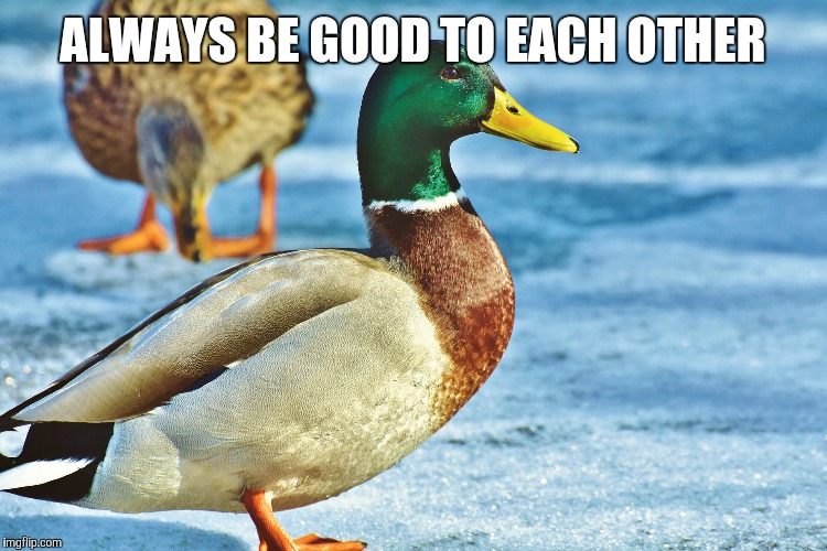 ALWAYS BE GOOD TO EACH OTHER | image tagged in good advice mallard,actual advice mallard | made w/ Imgflip meme maker